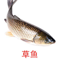 草鱼