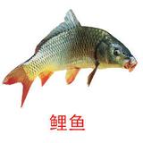 鲤鱼